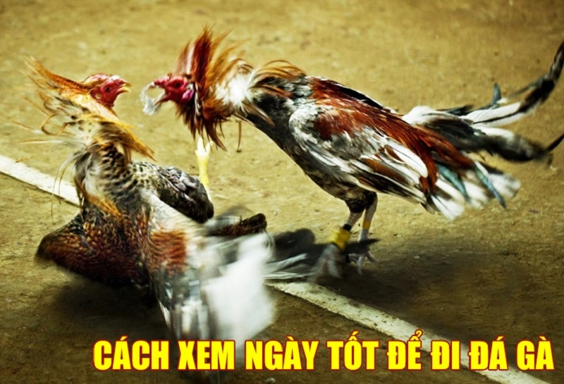 Cách Xem Ngày Đá Gà – Hướng Dẫn Chọn “Ngày Lành Tháng Tốt” Đi Thi Đấu