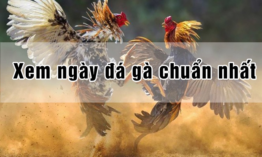 Cách Xem Ngày Đá Gà – Hướng Dẫn Chọn “Ngày Lành Tháng Tốt” Đi Thi Đấu